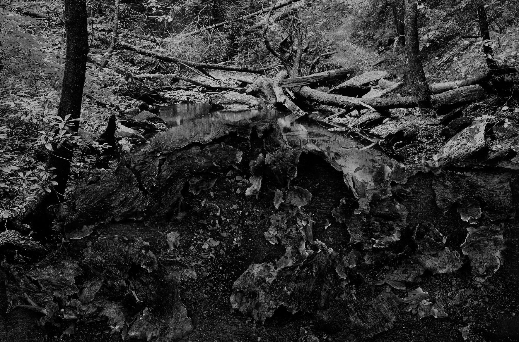 Burnout (Forest Stream), 2019